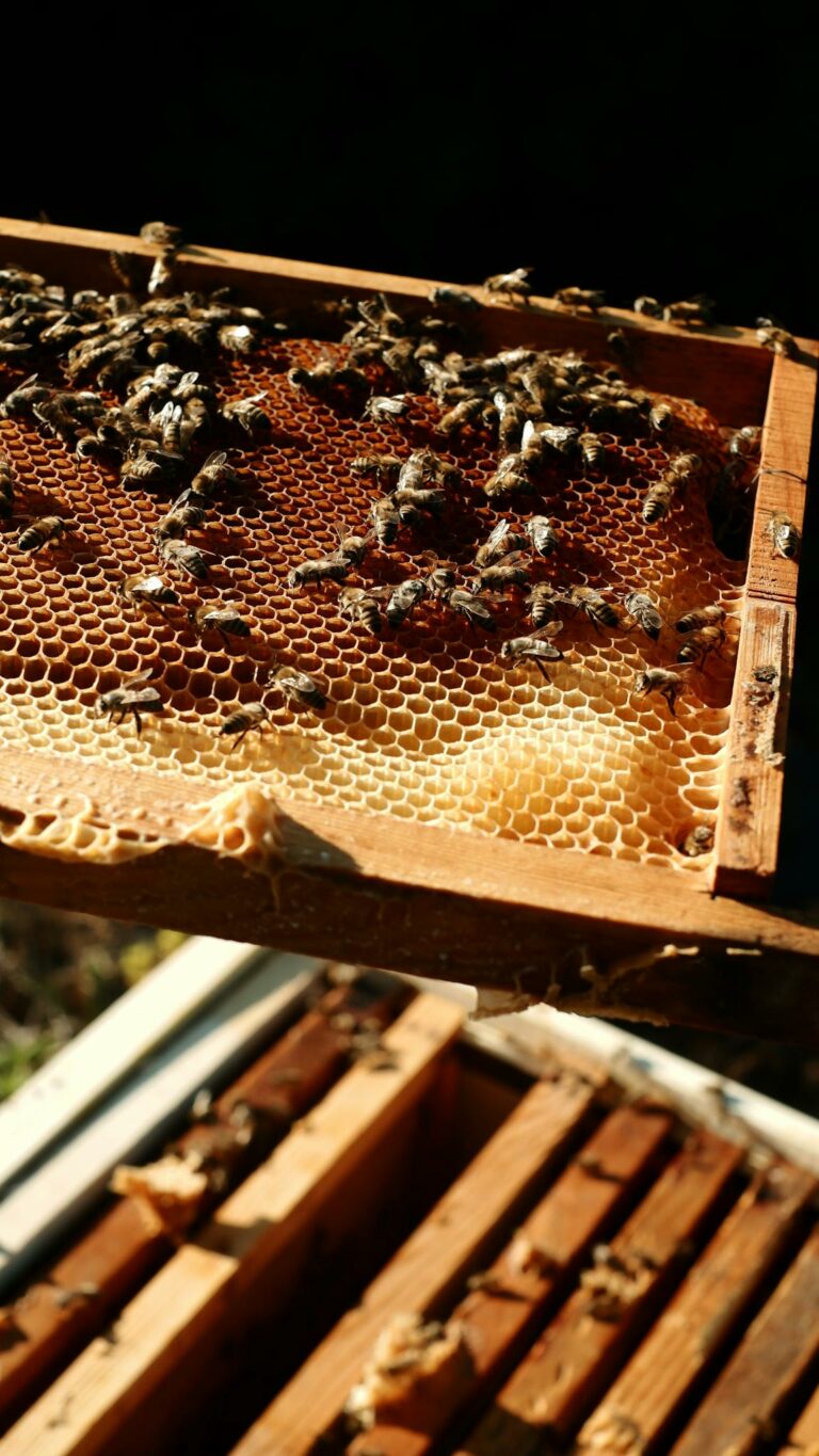 A bee hive with honey and bees on it