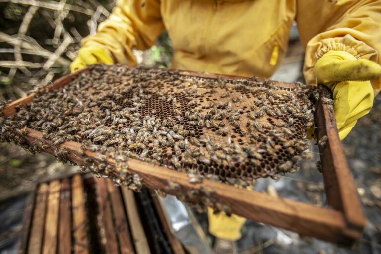 Close Up Photo of Bees