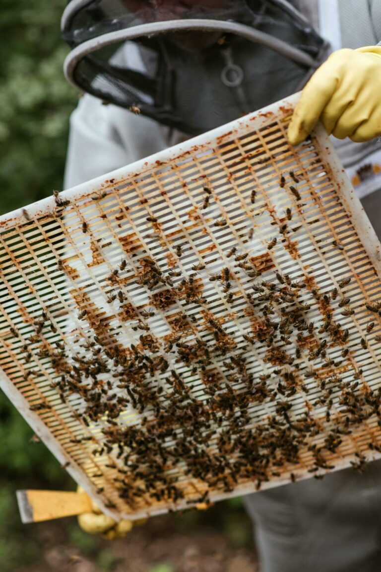 Crop unrecognizable apiarist in protective uniform holding cover from beehive while harvesting honey in countryside area